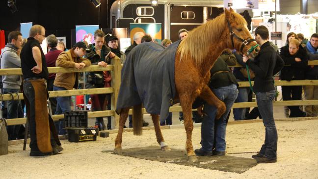 Het programma is bijzonder  uitgebreid voor geroutineerde  paardenliefhebbers maar ook  voor de nieuwkomers.