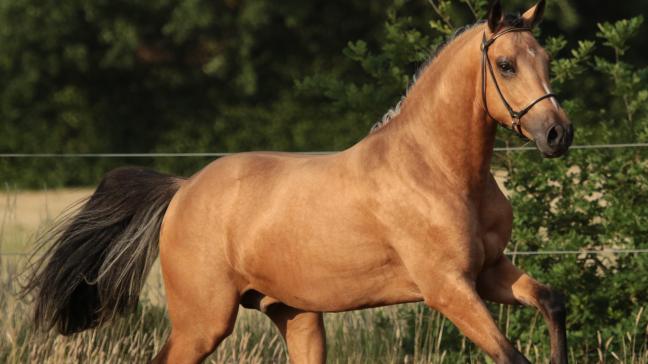 Stal ’t Oud Molenhuis uit Lubbeek focust op het fokken van goede pony’s met genoeg capaciteit.