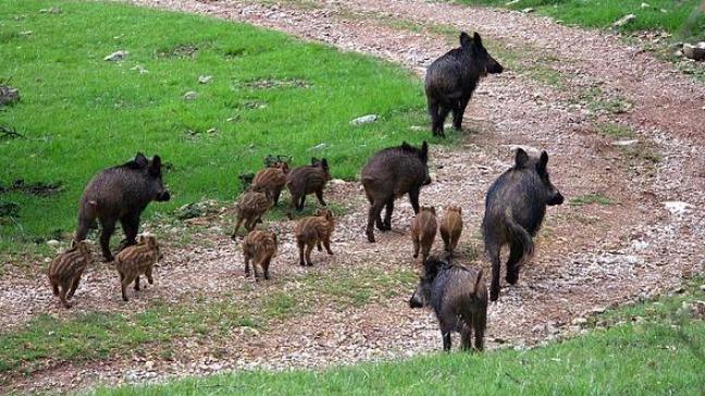 De Vlaamse everzwijnenpopulatie groeit aan. Vooral in Limburg en  Antwerpen zien jagers everzwijnen. Bij infectie met Afrikaanse varkenspest kan dit problemen geven.