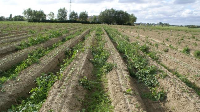 In de biologische sector mogen onder meer geen chemische middelen gebruikt worden.