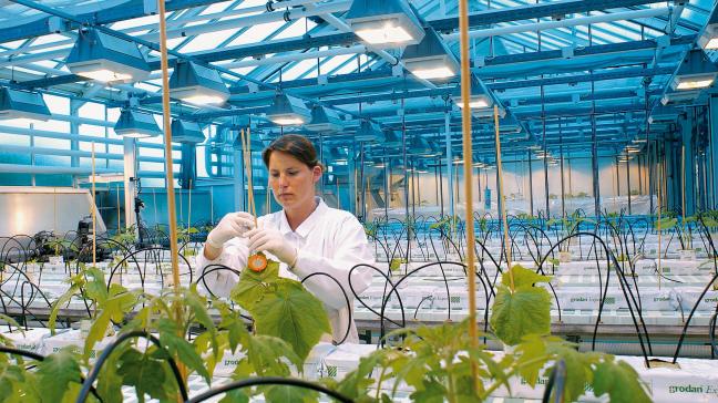 Onderzoeker Maren Jagieniak van Bayer injecteert een plaag in een komkommerplant.