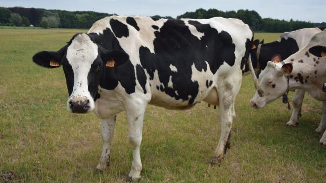 De prijs voor biomelk is goed en stabiel.