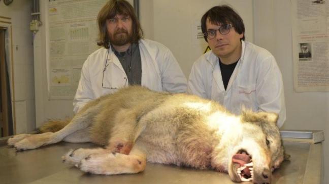 Koen Van Den Berge en Filip Berlengee van het INBO onderzoeken de wolf op de autopsietafel