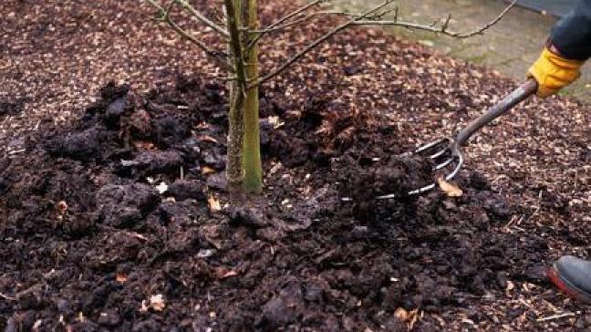 Een mulchlaag zorgt voor voeding, een gezond bodemleven,  een goede bodemstructuur en helpt de waterhuishouding  op peil te houden.