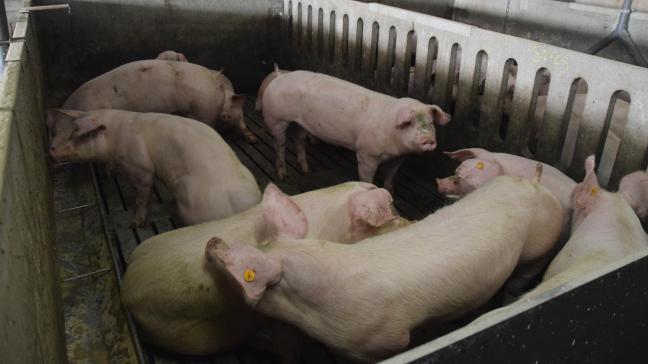 Als China Amerikaans varkensvlees weert, kunnen leveranciers uit de EU daar van profiteren.