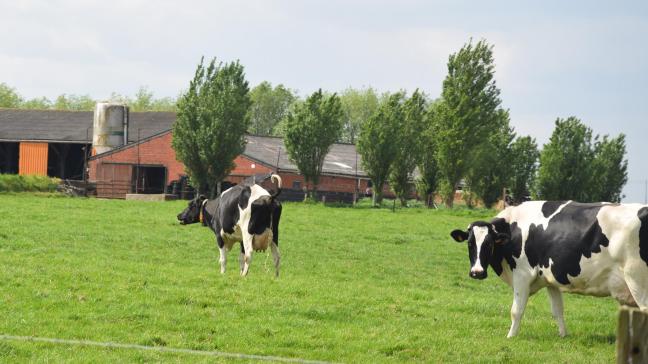 Melkveehouders zien hun marges de komende maanden slinken, vreest Rabobank.