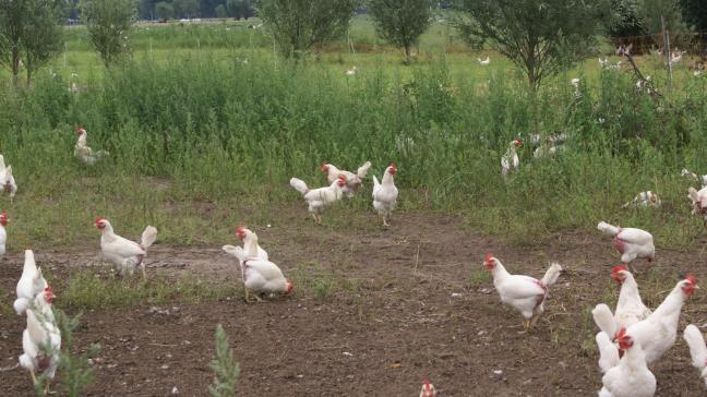 De ophokplicht is in Nederland opgeschort.