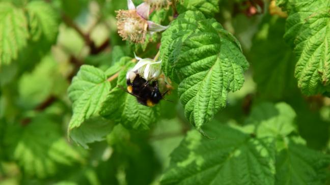 Neonics zouden schadelijk zijn voor honingbijen, hommels of  wilde bijen.