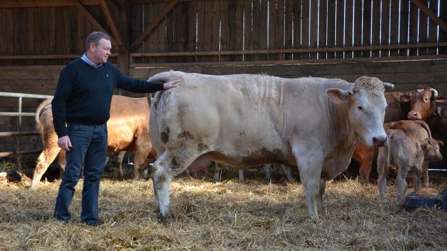 Nicolas Braibant houdt 180 vleesveerunderen -een kruising tussen blonde d’Aquitaine en Belgisch Witblauw.