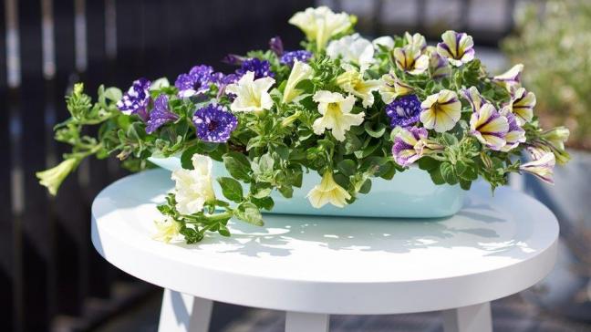 Stekperkplanten, zoals Petunia, zorgen in no-time voor dat zalige zomergevoel in je tuin of op je balkon.