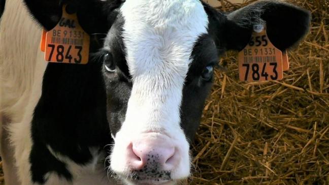 De opfok van jongvee ter vervanging van de reforme koeien is - na voeder - de grootste kostenpost op het melkveebedrijf.