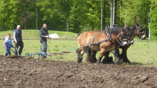 Paul Dillen uit Zandhoven en Jef Truyen uit Viersel met hun bruine paarden. Een kleine jongen die toevallig kwam zien, wilde ook graag ploegen. Theresia Van Dyck