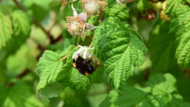 Neonics zouden schadelijk zijn voor honingbijen, hommels of wilde bijen.