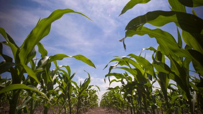 In de VS is het grootste deel van de mais en soja die geteeld wordt, genetisch aangepast.