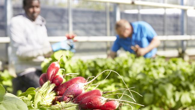 In het Vlaamse groenteschap hebben biologische producten inmiddels een indrukwekkend marktaandeel verworven.