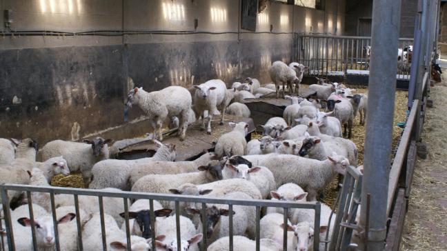 De FAVV stelde op bezoek van de schapenfokker diverse misstanden vast. Op de foto een archiefplaat.