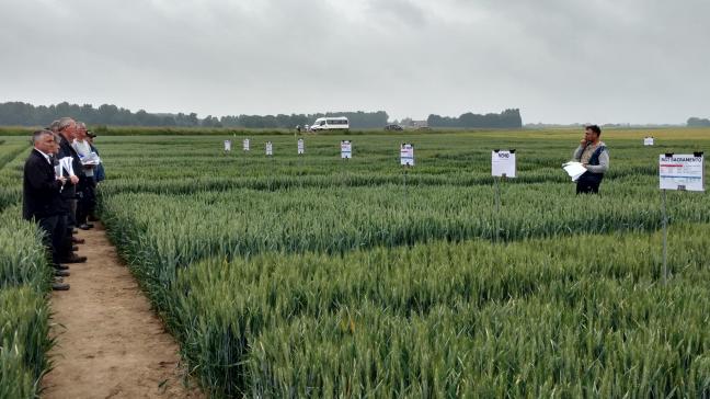 In de wintertarwe werd op het proefplatform toelichting gegeven bij de variëteiten en de teelttechniek.