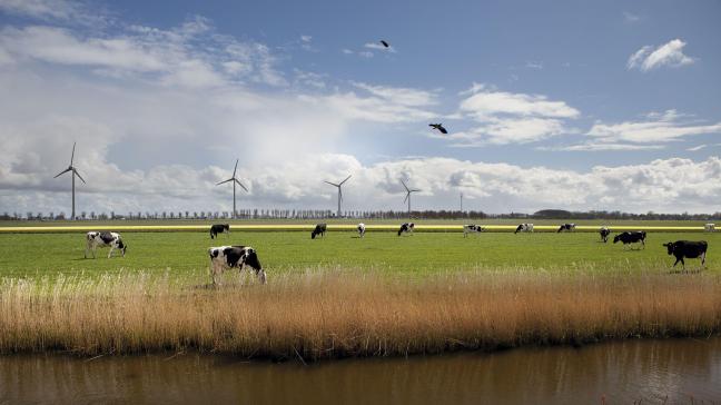 De Nederlandse melkveestapel krimpt na jaren van groei.