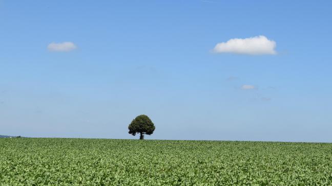 De vrederechter is vaak belast met pacht en erfdienstbaarheden. De wetswijzigingen hebben geen in- vloed op dergelijke zaken.