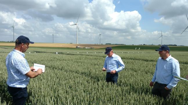 In de graanteelt verzorgt Syngenta een uitgebreide proefveldwerking met focus op de inzet en positionering van fungiciden.