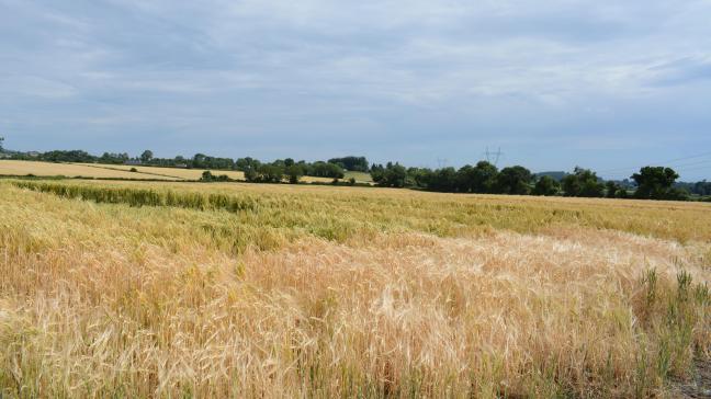 In delen van de EU lijdt de tarwe momenteel ook onder droogte, al is het nog niet overal catastrofaal te noemen. Op de foto een perceel in Ierland.