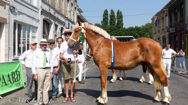 Winston de la Hutte, jeugd- en provinciale dagkampioen. Eig.: Marc Mahieu, Waasten.