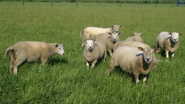 Een schapenboer is veroordeeld voor het illegaal slachten van zijn beesten.