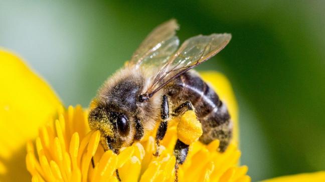 Suikerbietentelers vrezen een verbod op ‘neonics’, en betwijfelen dat het middel inderdaad schade aan de bijenpopulatie toebrengt.