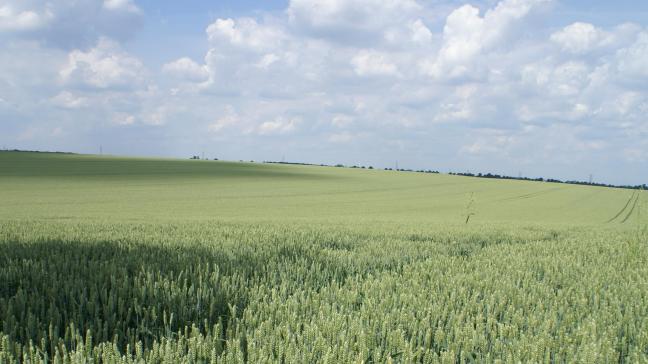 De granen zullen dit jaar vermoedelijk eerder worden binnengehaald door de droogte.