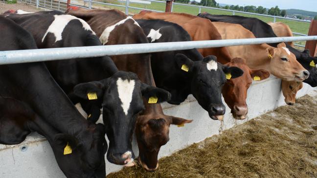 De melkprijs is na maandenlange stijgingen in juni gedaald.