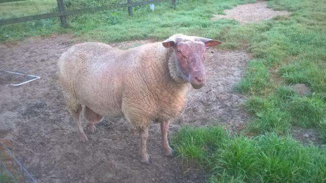 Een zorgvuldig onderzoek van de toestand van het te kopen schaap (uier, tanden, conditie) kan latere  problemen vermijden.