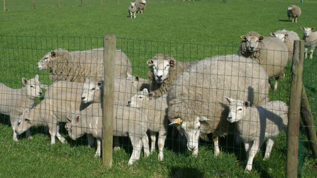 Last van invasieve plantensoorten? Schapen lossen het op.