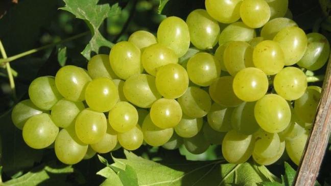 ‘Lakemont’, een pitloos druivenras met een overvloed aan friszoet smakende druiven.