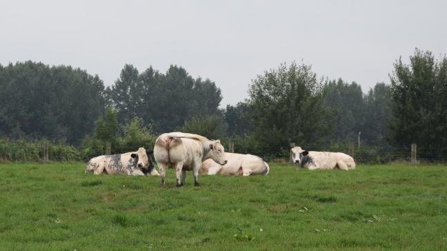 Volgens Jelle Engelbosch telt Vlaanderen teveel stuks vee, en wordt structureel te weinig verdiend.