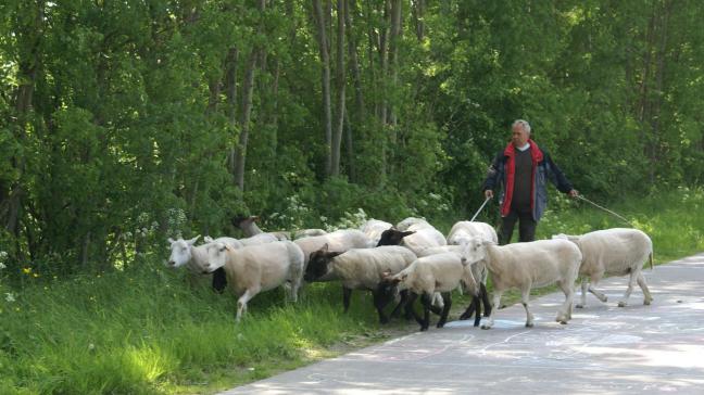 Boeren zijn niet heel tevreden over de vergoeding voor het in stand houden van bepaalde schapenrassen.