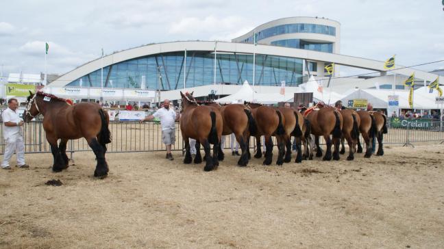 Attila de la Peppange (Artois de la Coronne x Irma de la Peppange), eerste prijs bij de hengsten met afstammelingen. Eig.: Alphonse Gilis, Cousteumont.