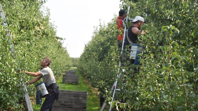 De fruitoogst pakt dit jaar vroeger uit, en de vruchten zullen kleiner zijn.