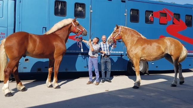 Twee Vlaamse Paarden vóór hun vertrek naar China.