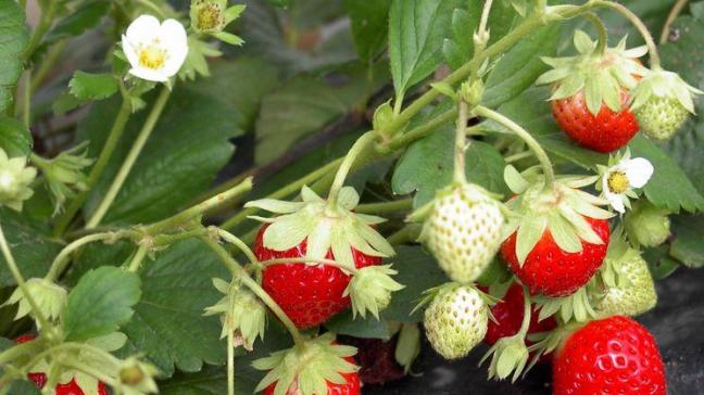 Aardbeien, het juiste plantmoment zorgt voor een rijke oogst