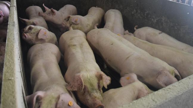 Afrikaanse varkenspest is in Europa nog altijd niet onder controle.