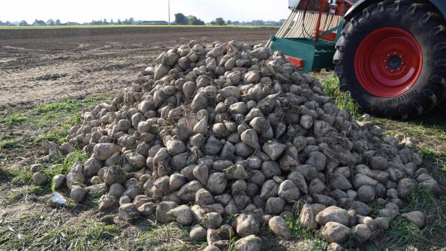 CBB vreest dat de droogte de suikerbietenoogst in de wielen rijdt.