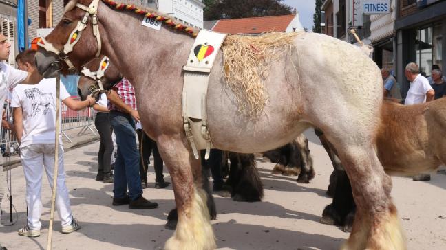 Agri – Lotte van de Boterhoeve, eerste prijs bij de merries van 4 jaar. Eig.: Luc & Ignace Imschoot, Beervelde.