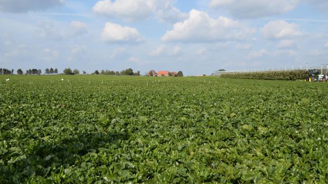 De mondiale suikermarkt is beweeglijk, en leverde in oktober gemiddeld een veel hogere suikerprijs op.