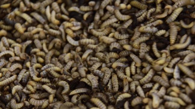 Larven van de soldatenvlieg groeien goed op afvalstromen uit land- en tuinbouw.