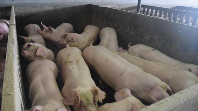 De EU exporteert steeds meer varkensvlees naar China.