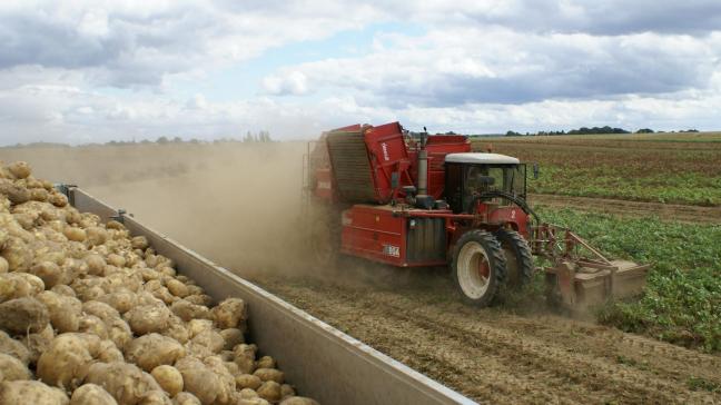 Ondanks het toegenomen areaal wordt de totale oogst consumptieaardappelen fors lager ingeschat.