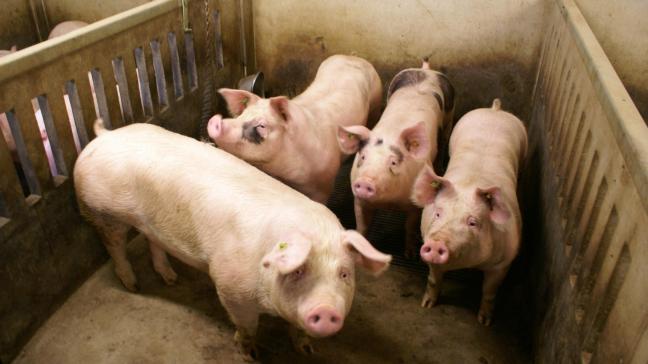 Bij een verdenking van Afrikaanse varkenspest, moet direct de FAVV worden gewaarschuwd.