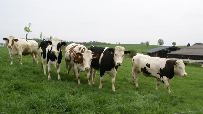 FrieslandCampina eist weidegang, wat met de meer versnipperde perceelsopbouw in Vlaanderen niet altijd evident is.