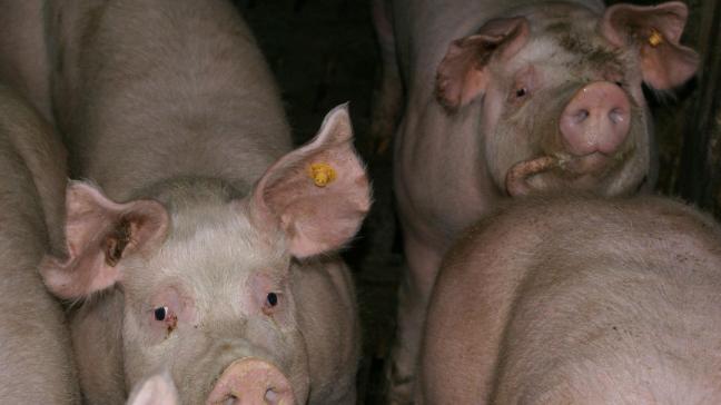 Belgische varkensbedrijven leiden volgens VPOV collectief een rechtstreekse schade ten belope van ongeveer 1.500.000 euro per week.