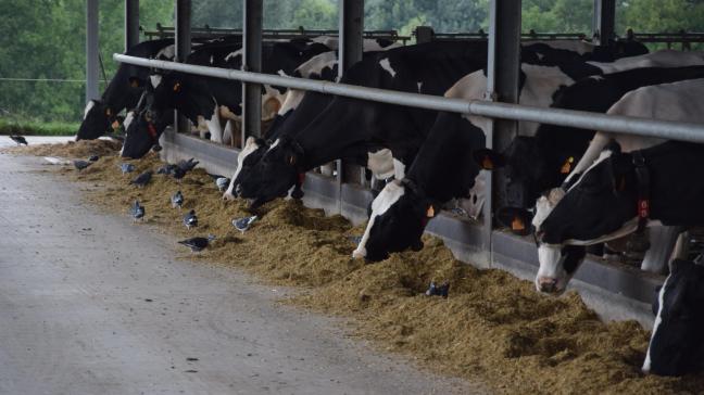 Canadese melkveehouders vrezen handelsakkoord met VS en Mexico